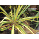 Hapsijukka ’Golden Sword’ (Yucca filamentosa ’Golden Sword’)